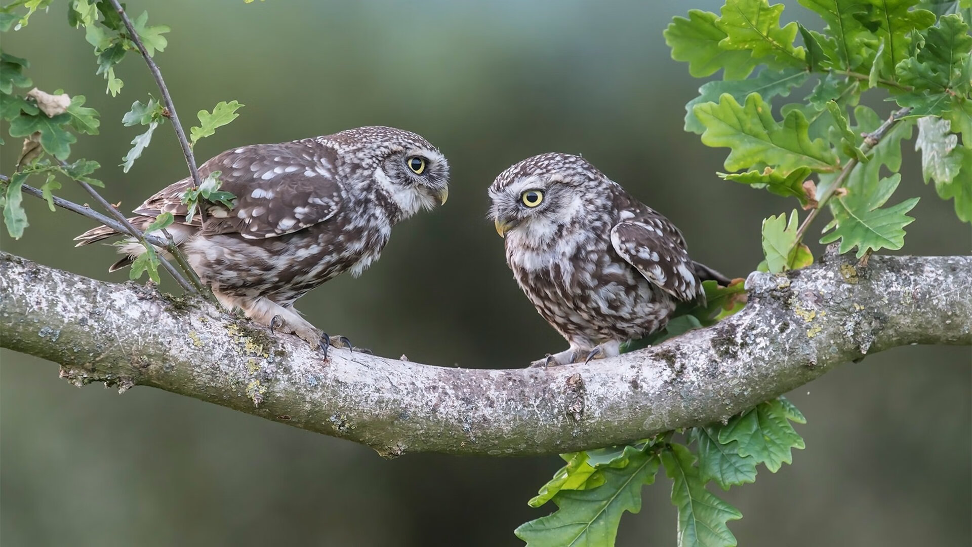 庞蒂决赛展现顶尖竞技状态,庞蒂克还有吗