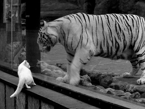 美洲杯历史精彩瞬间:经典比赛集萃,美洲杯 历年