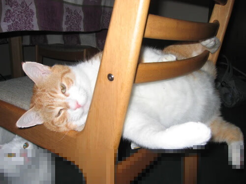 美洲杯激情四溢:明星演绎无与伦比!,美洲杯精彩