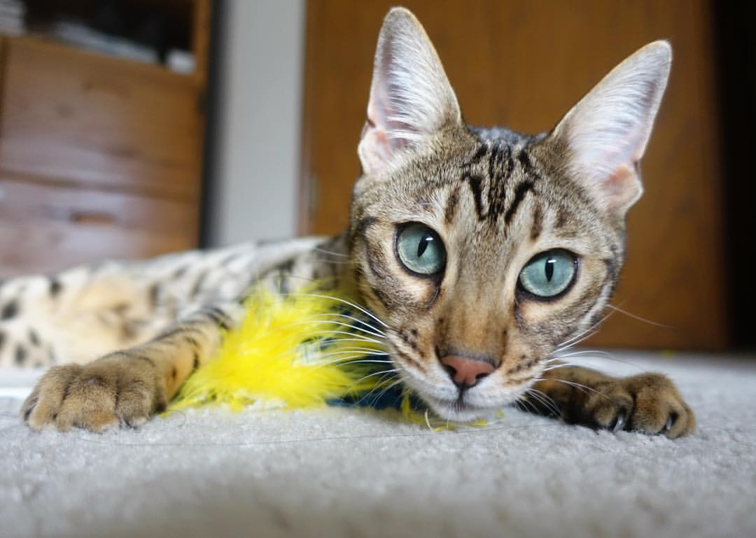 范奥特尔戴克突破心理关口进决赛，范戴克助攻