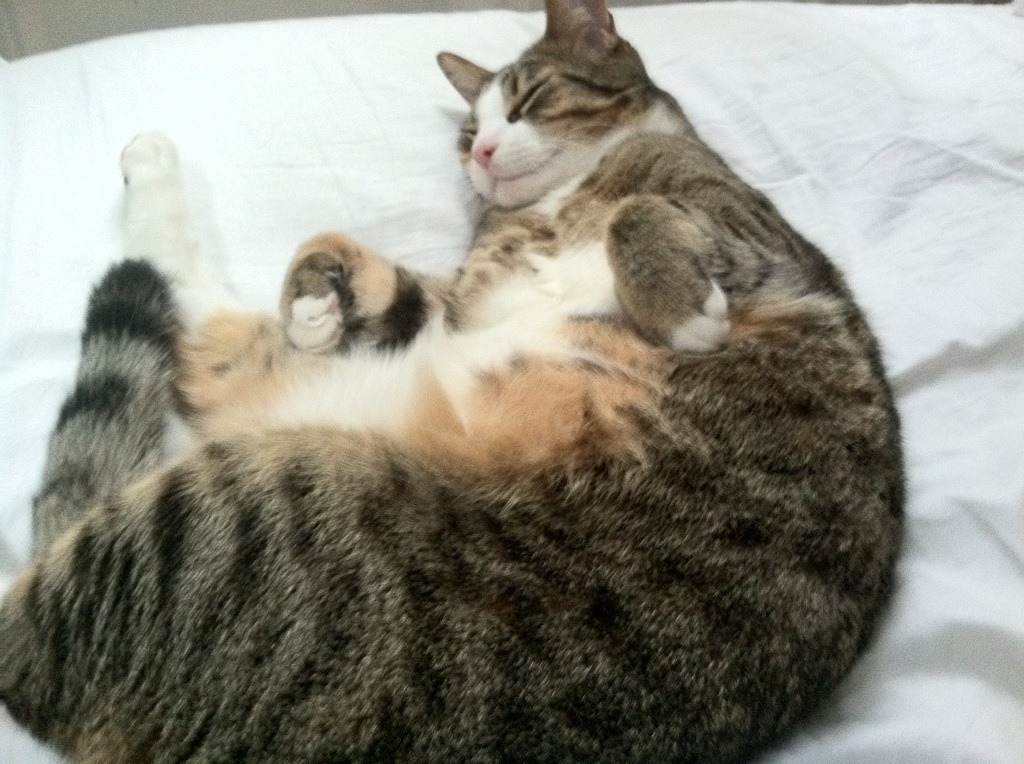 开云体育官网app-荷兰队在欧洲预赛中表现突出，晋级在即