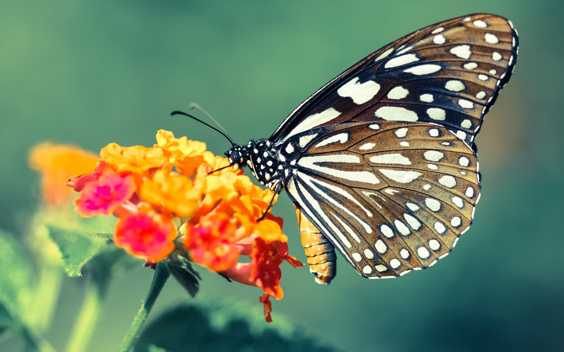 开云体育在线登入-跳水初赛韩国年轻选手崭露头角，韩国跳水队的0分没白给